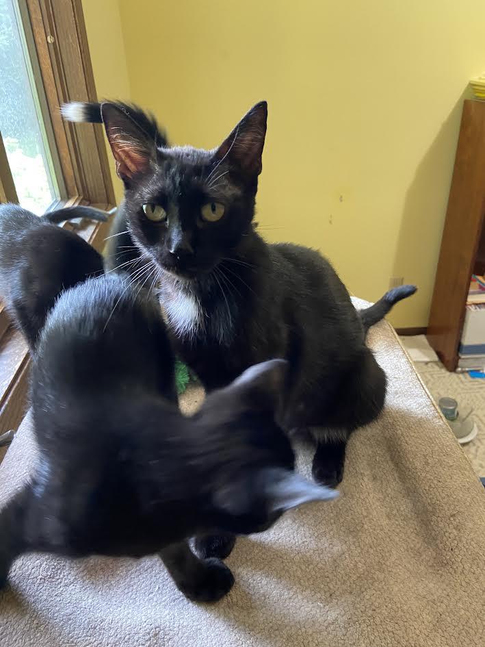 Enlarge Mama, a Adoptable mixed breed in Monticello, MN image 3/3