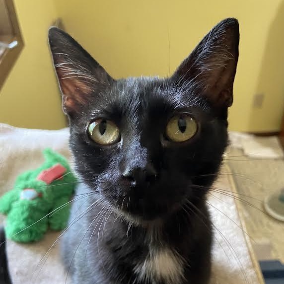 Enlarge Mama, a Adoptable mixed breed in Monticello, MN image 1/3