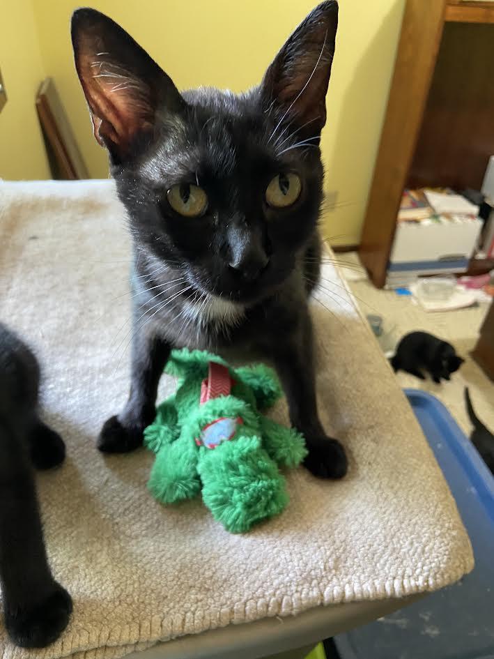 Enlarge Mama, a Adoptable mixed breed in Monticello, MN image 2/3