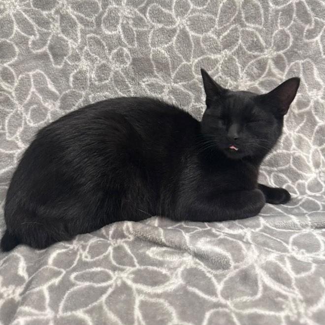 Enlarge Harissa, a Adoptable Domestic Short Hair in Brea, CA image 1/6