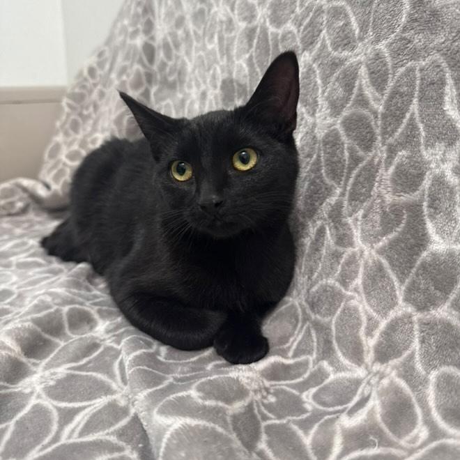 Enlarge Harissa, a Adoptable Domestic Short Hair in Brea, CA image 2/6