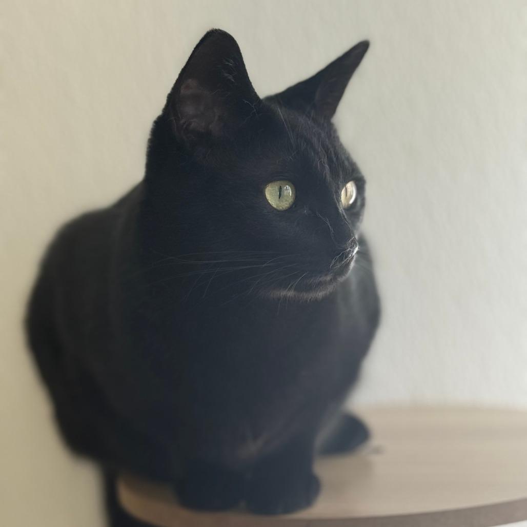 Enlarge Harissa, a Adoptable Domestic Short Hair in Brea, CA image 4/6