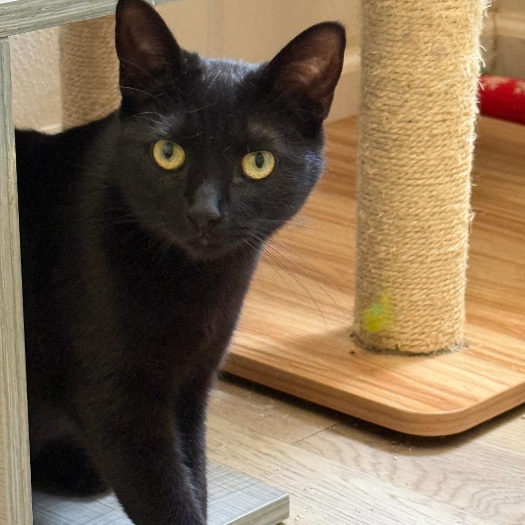 Enlarge Harissa, a Adoptable Domestic Short Hair in Brea, CA image 5/6