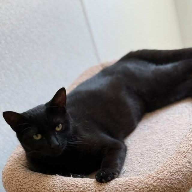 Enlarge Harissa, a Adoptable Domestic Short Hair in Brea, CA image 6/6