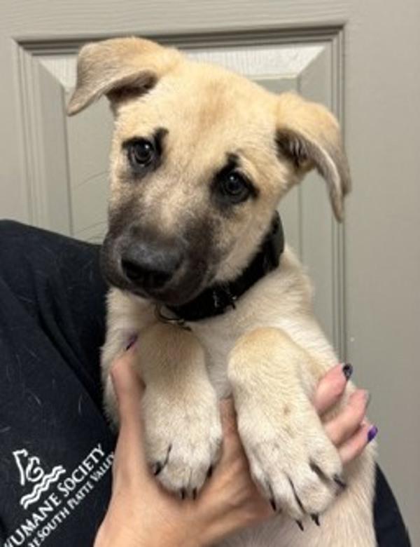 Chai, Adoptable, Puppy Female Shepherd.