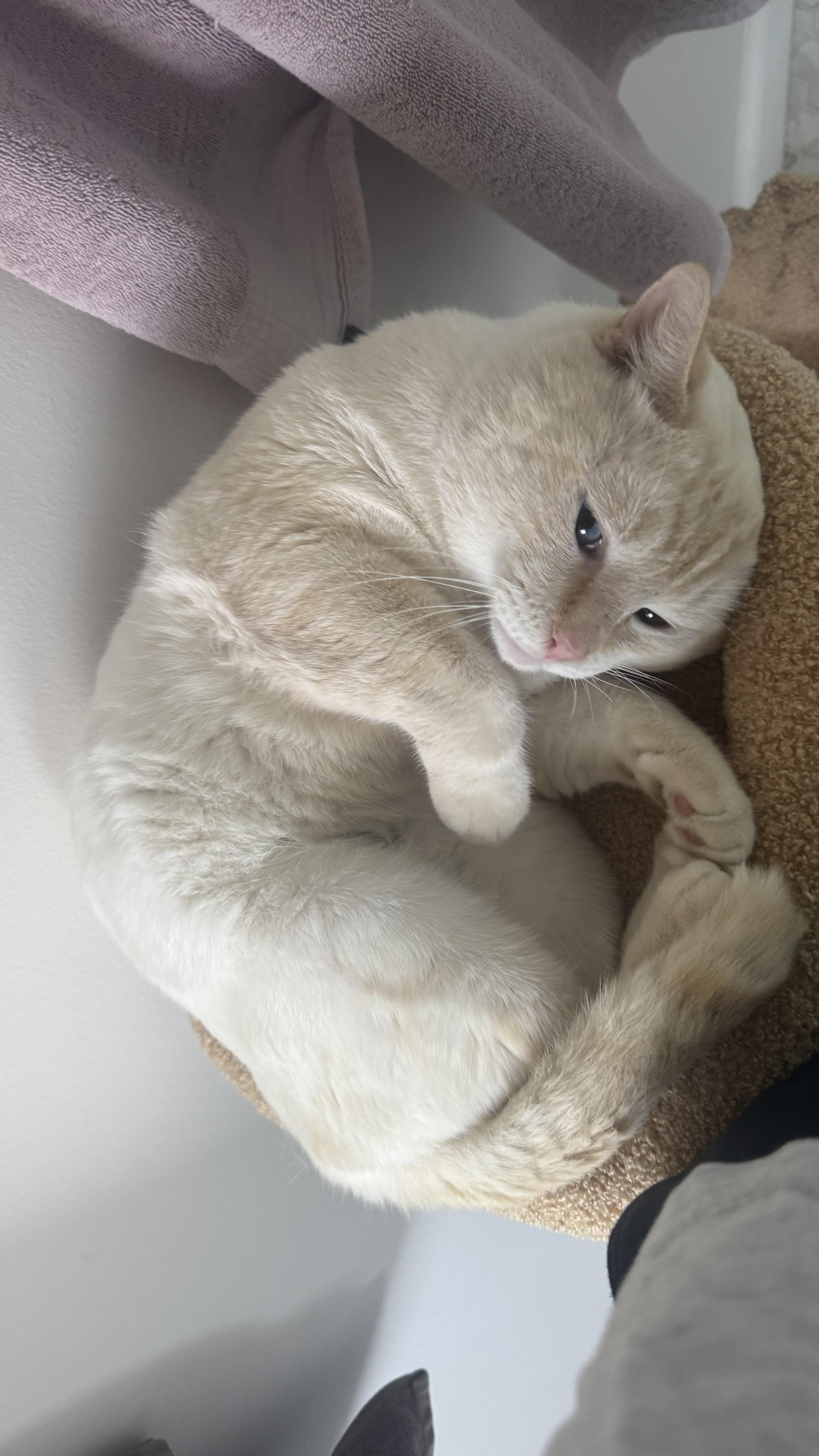 Enlarge Ocean, a ADOPTABLE Siamese in Beverly Hills, CA image 3/5