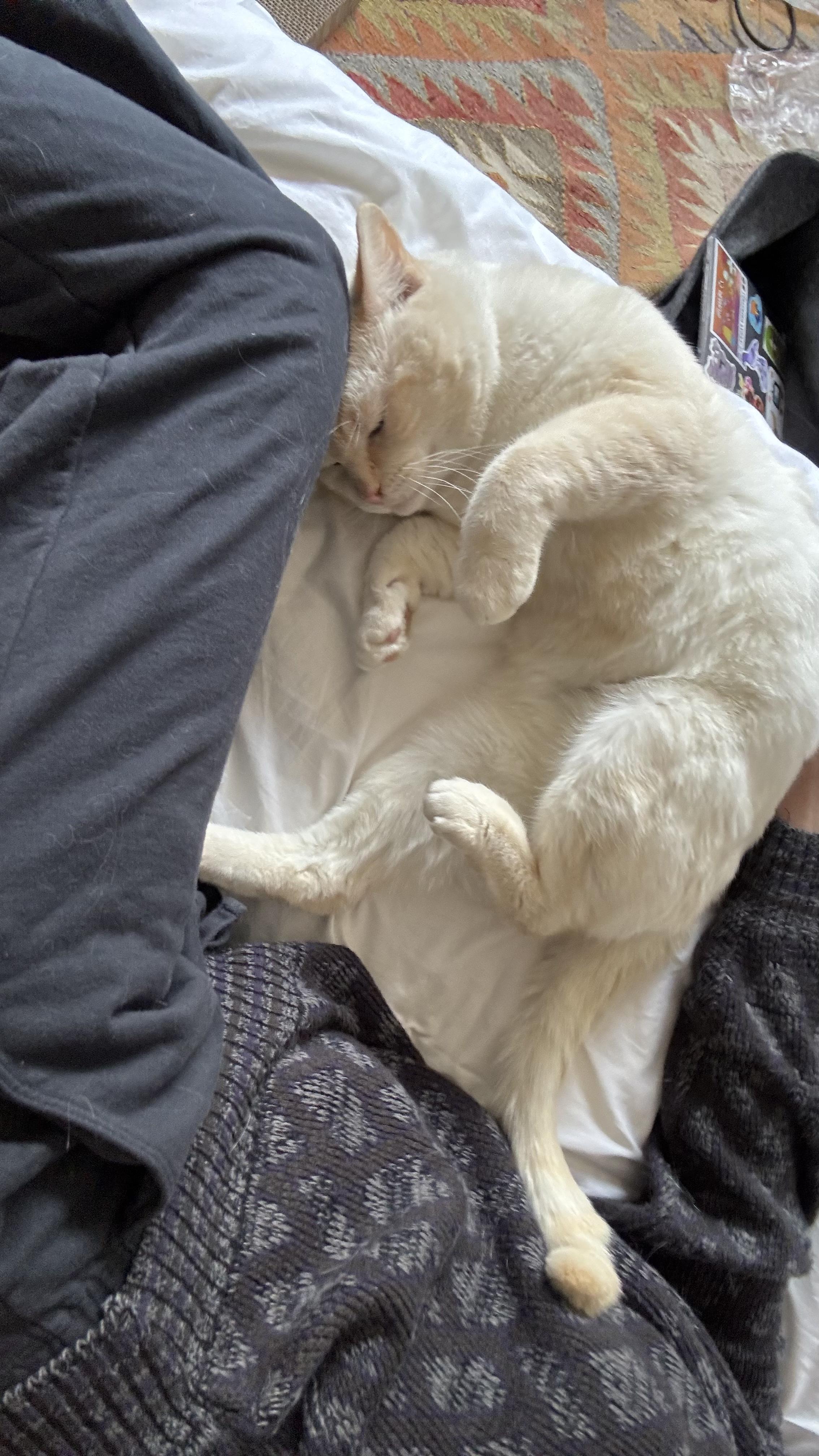 Enlarge Ocean, a ADOPTABLE Siamese in Beverly Hills, CA image 5/5