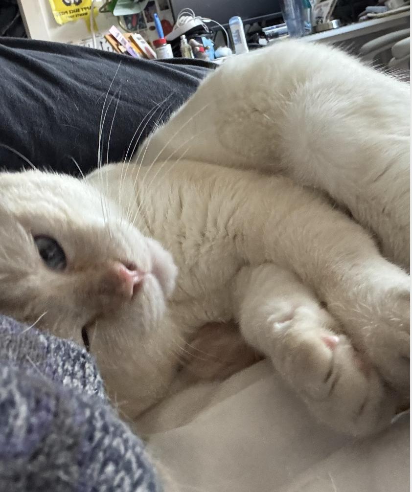 Enlarge Ocean, a ADOPTABLE Siamese in Beverly Hills, CA image 2/5