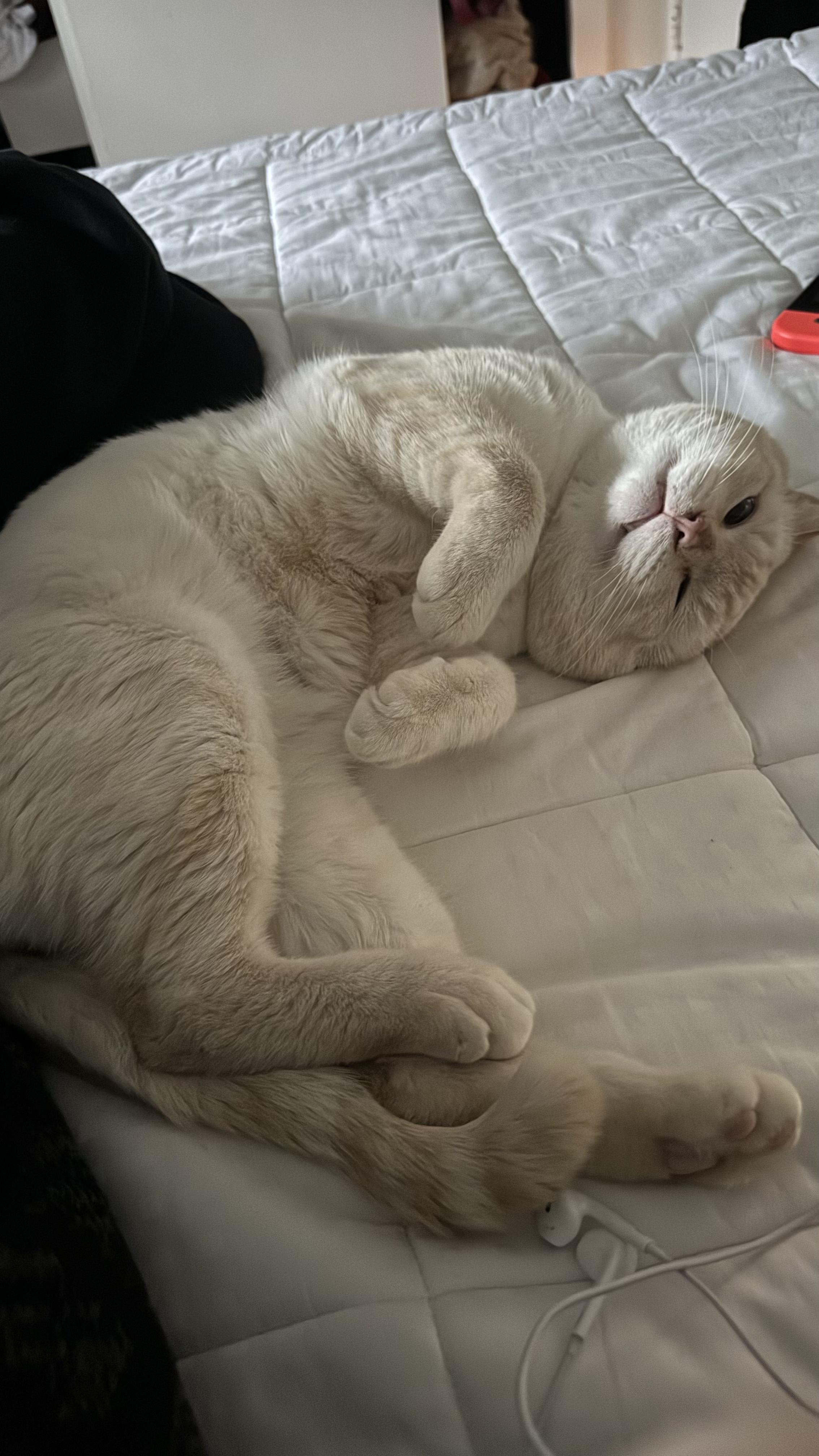 Ocean, ADOPTABLE, Adult Male Siamese.