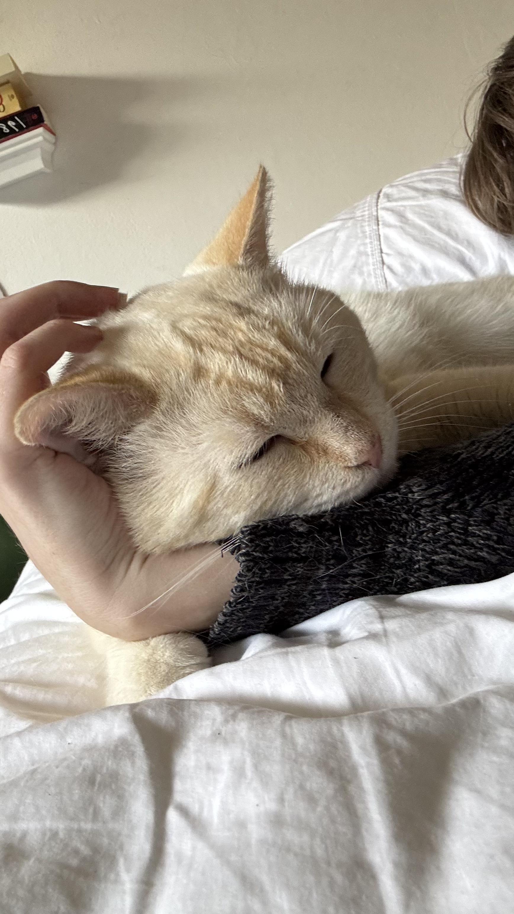 Enlarge Ocean, a ADOPTABLE Siamese in Beverly Hills, CA image 4/5