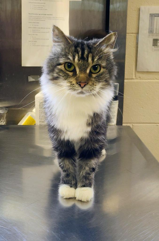 Science, Adoptable, Adult Female Domestic Short Hair.