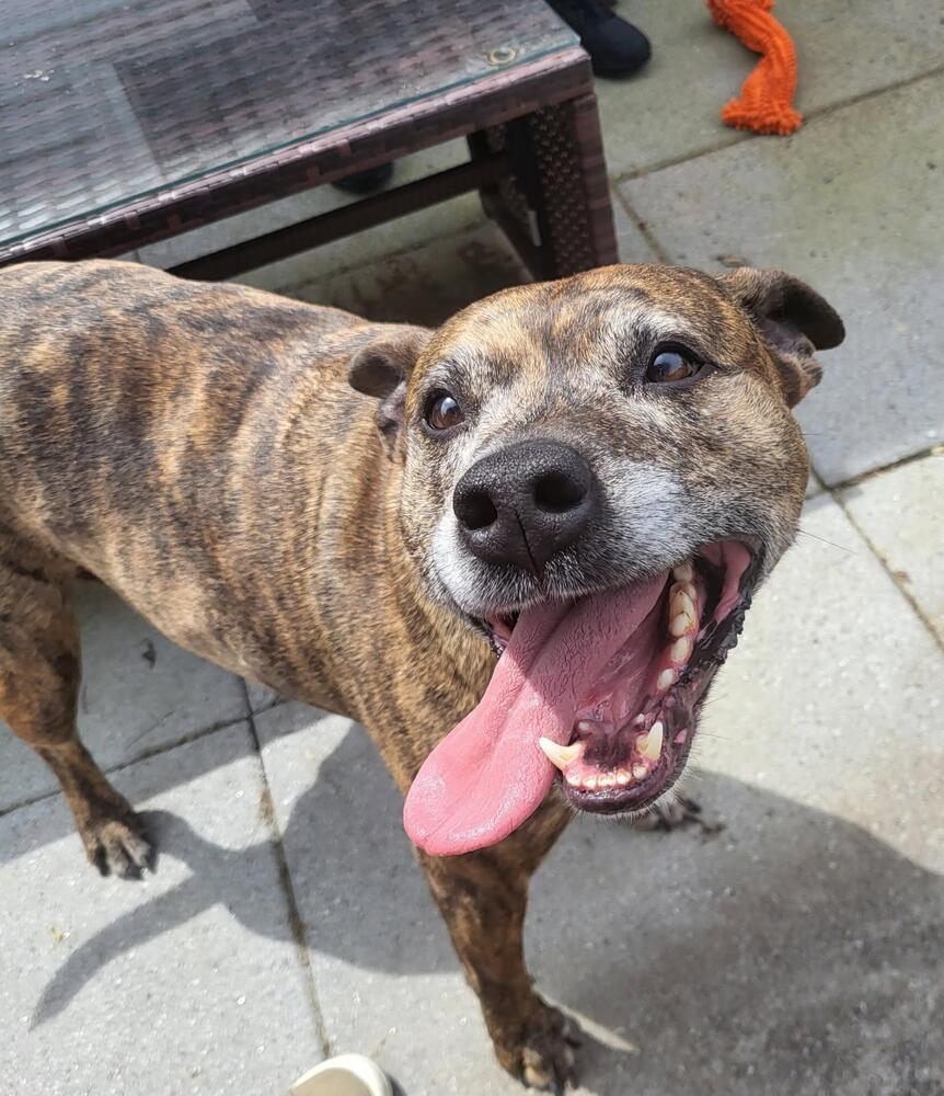 Enlarge Fig, a Adoptable mixed breed in Irwin, PA image 3/6