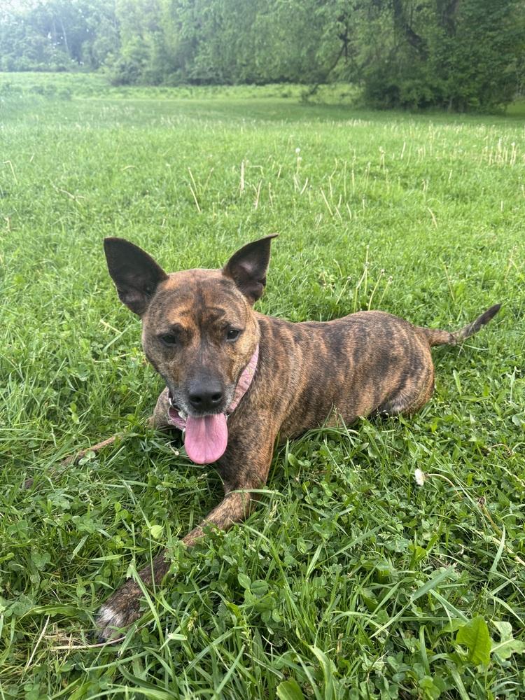 Enlarge Fig, a Adoptable mixed breed in Irwin, PA image 1/6