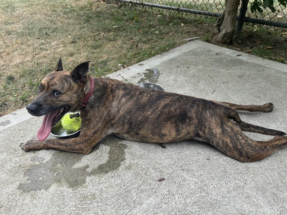 Enlarge Fig, a Adoptable mixed breed in Irwin, PA image 4/6