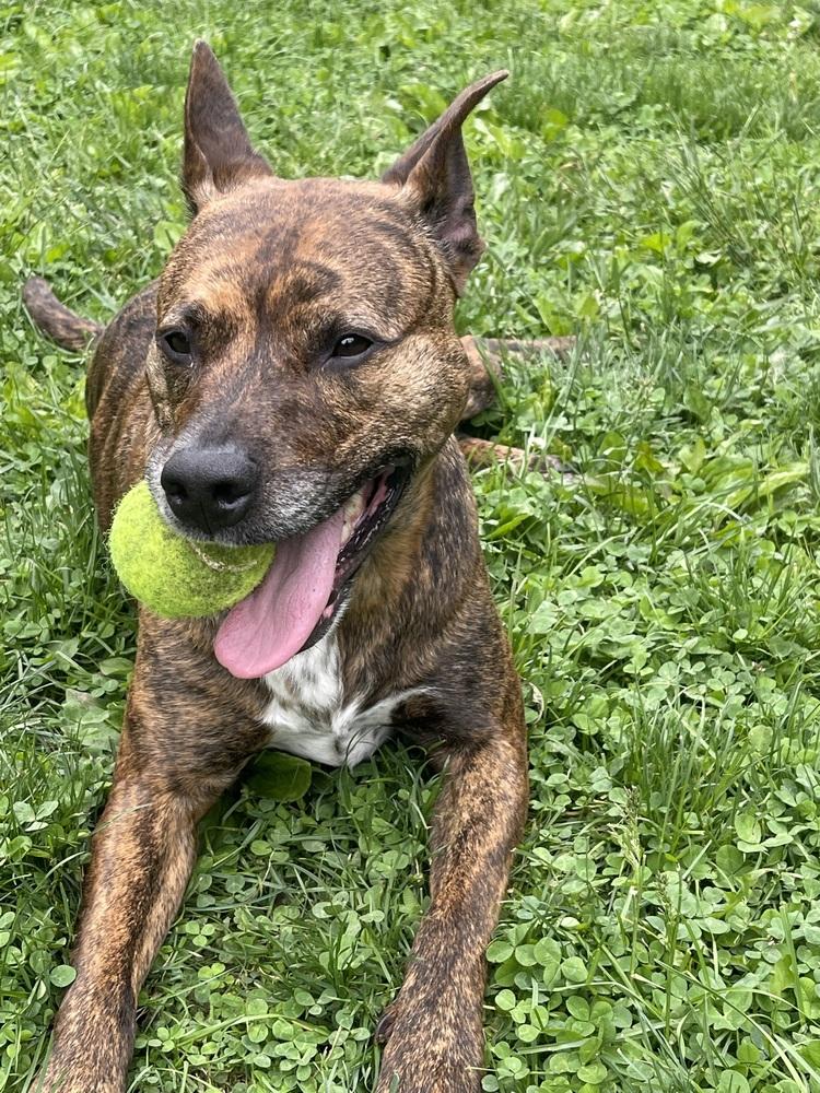 Enlarge Fig, a Adoptable mixed breed in Irwin, PA image 5/6