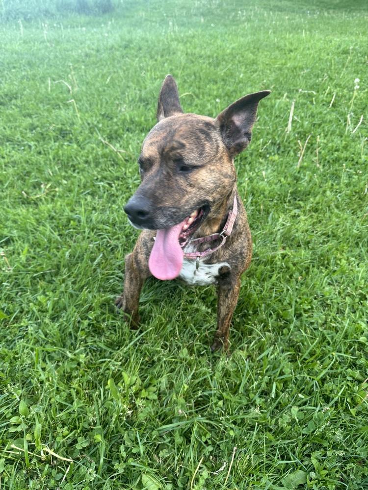 Enlarge Fig, a Adoptable mixed breed in Irwin, PA image 6/6