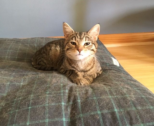 Enlarge Jordy, a Adoptable Domestic Short Hair in Shippensburg, PA image 1/6