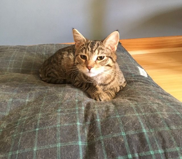 Enlarge Jordy, a Adoptable Domestic Short Hair in Shippensburg, PA image 2/6