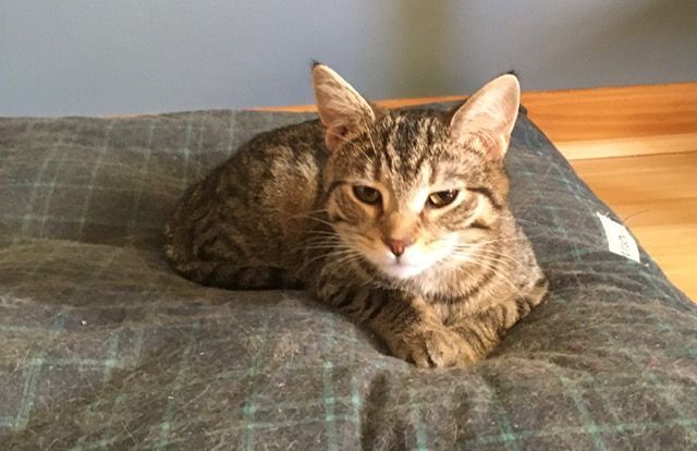 Enlarge Jordy, a Adoptable Domestic Short Hair in Shippensburg, PA image 3/6