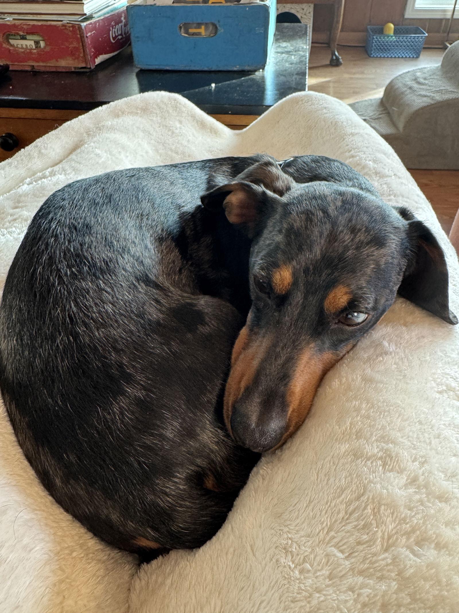 Chip, Adopted, Adult Male Dachshund.