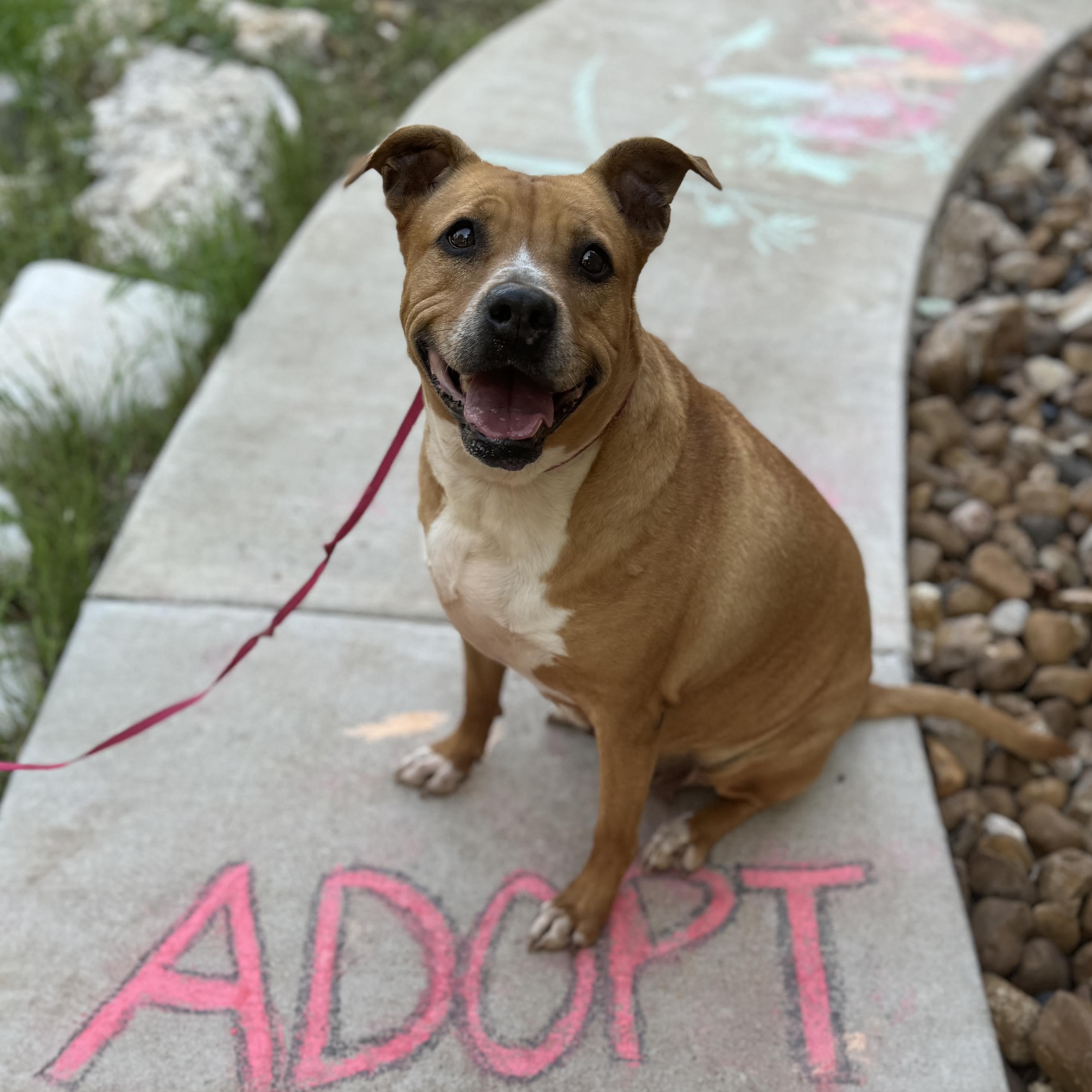 Ginger — thumbnail 3