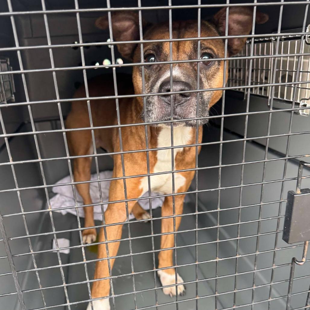 Enlarge Rico, a Adoptable Mixed Breed in Huntington, WV image 1/6