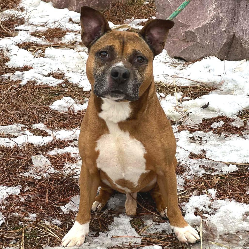 Enlarge Rico, a Adoptable Mixed Breed in Huntington, WV image 2/6