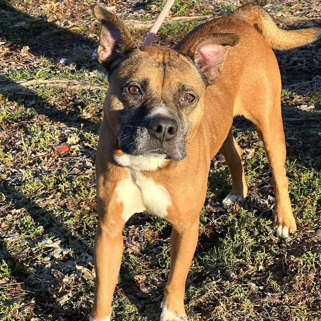 Enlarge Rico, a Adoptable Mixed Breed in Huntington, WV image 2/6