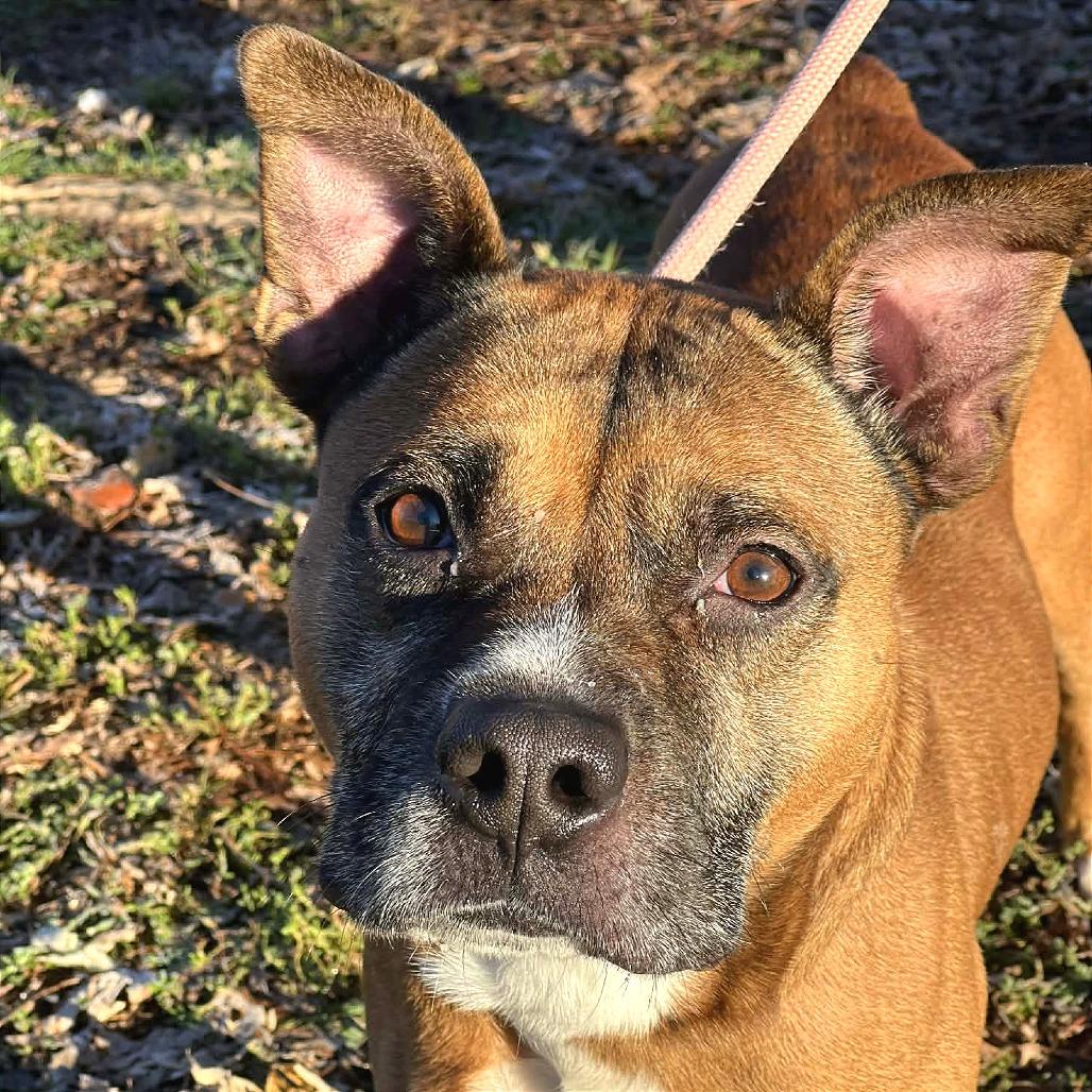 Enlarge Rico, a Adoptable Mixed Breed in Huntington, WV image 4/6