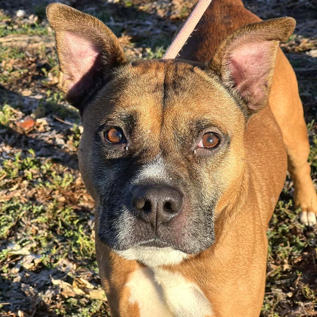 Enlarge Rico, a Adoptable Mixed Breed in Huntington, WV image 5/6