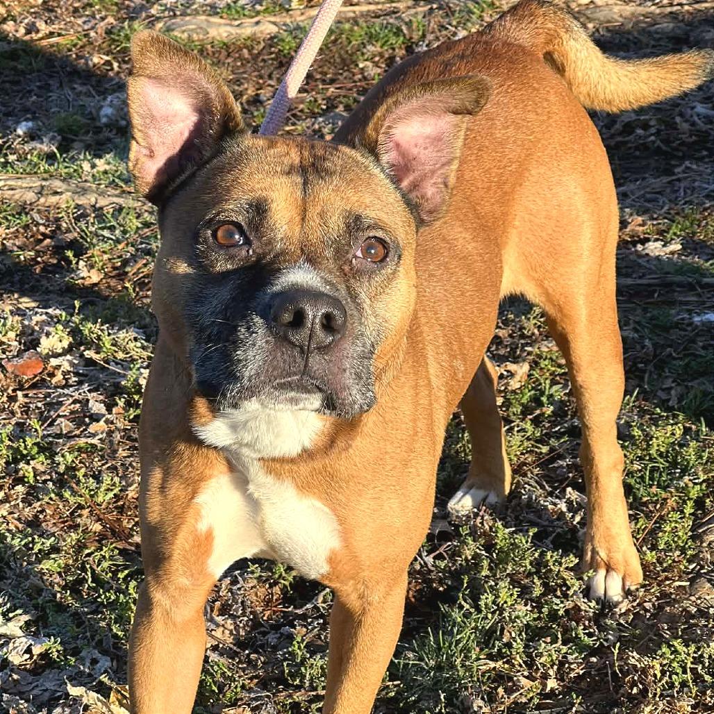 Enlarge Rico, a Adoptable Mixed Breed in Huntington, WV image 6/6