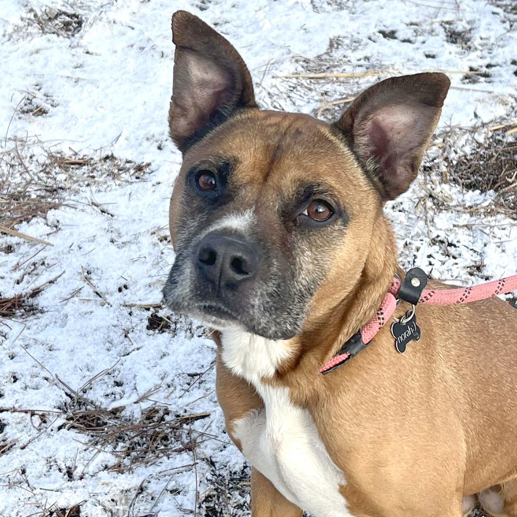 Enlarge Rico, a Adoptable Mixed Breed in Huntington, WV image 6/6