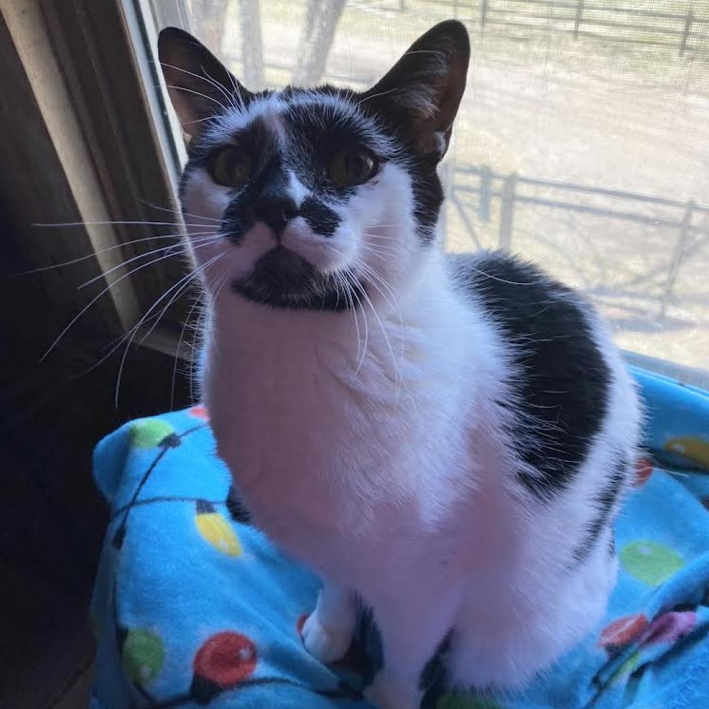 Hadley, Adoptable, Senior Female Domestic Short Hair.
