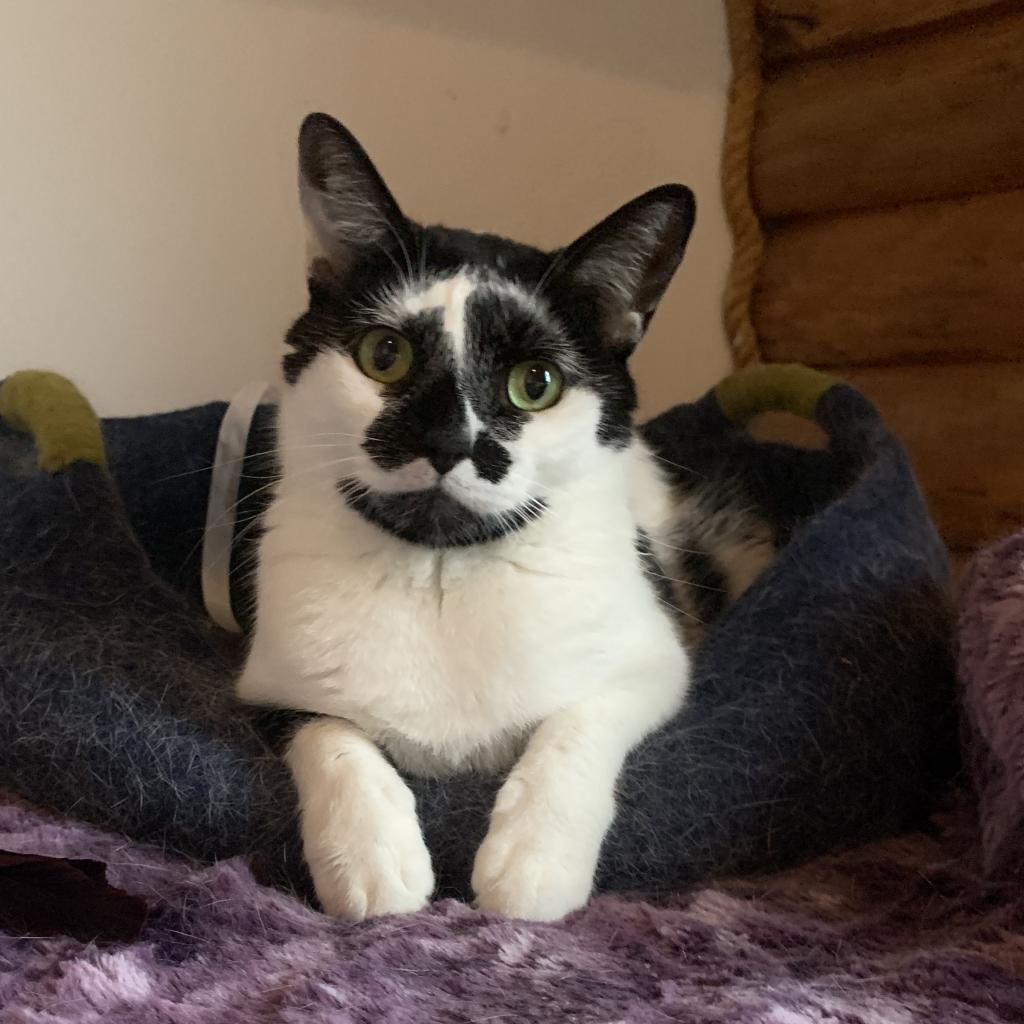 Enlarge Hadley, a Adoptable Domestic Short Hair in Zimmerman, MN image 2/2