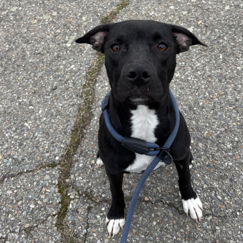 Enlarge Frida, a Adoptable Mixed Breed in Spokane, WA image 2/5