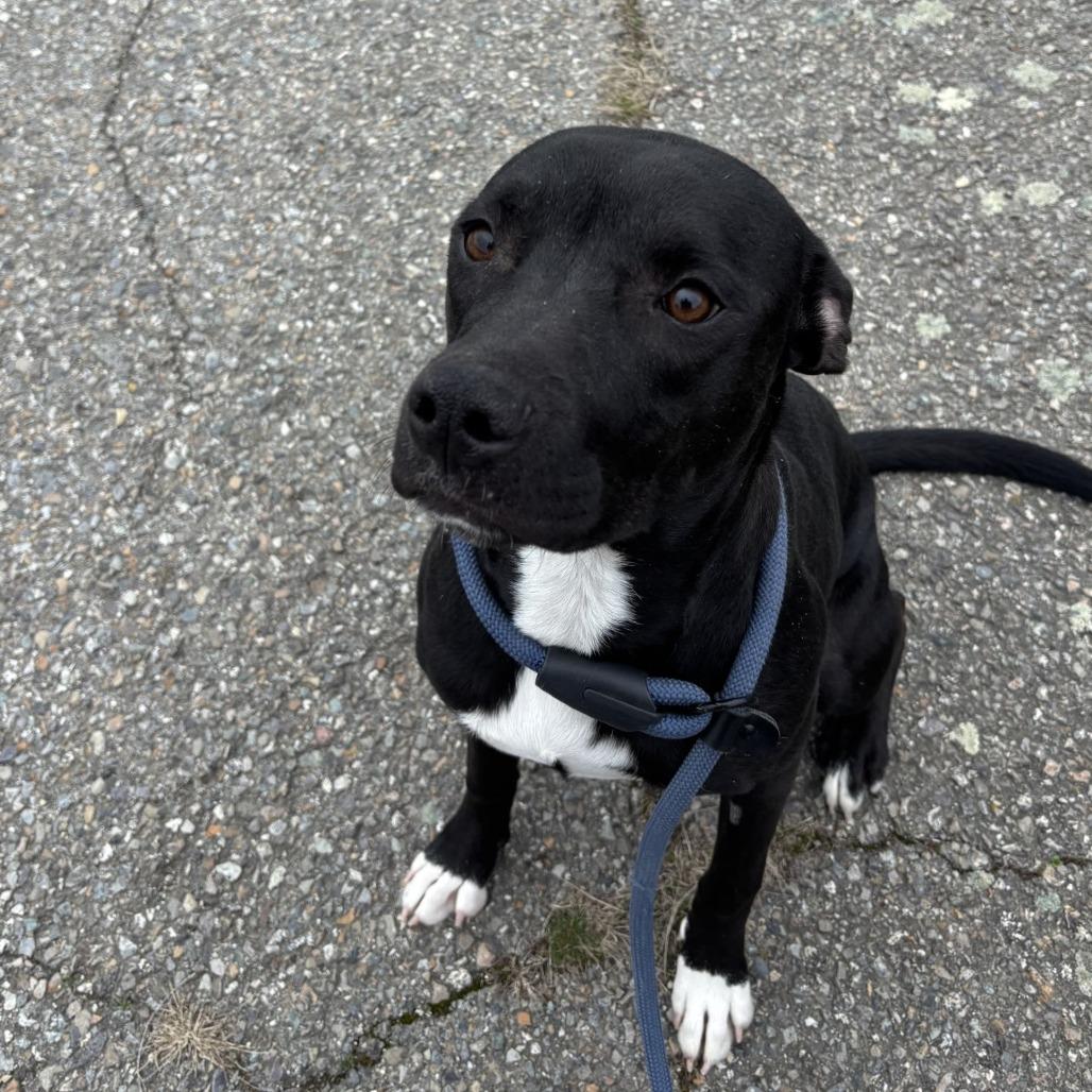 Enlarge Frida, a Adoptable Mixed Breed in Spokane, WA image 3/5