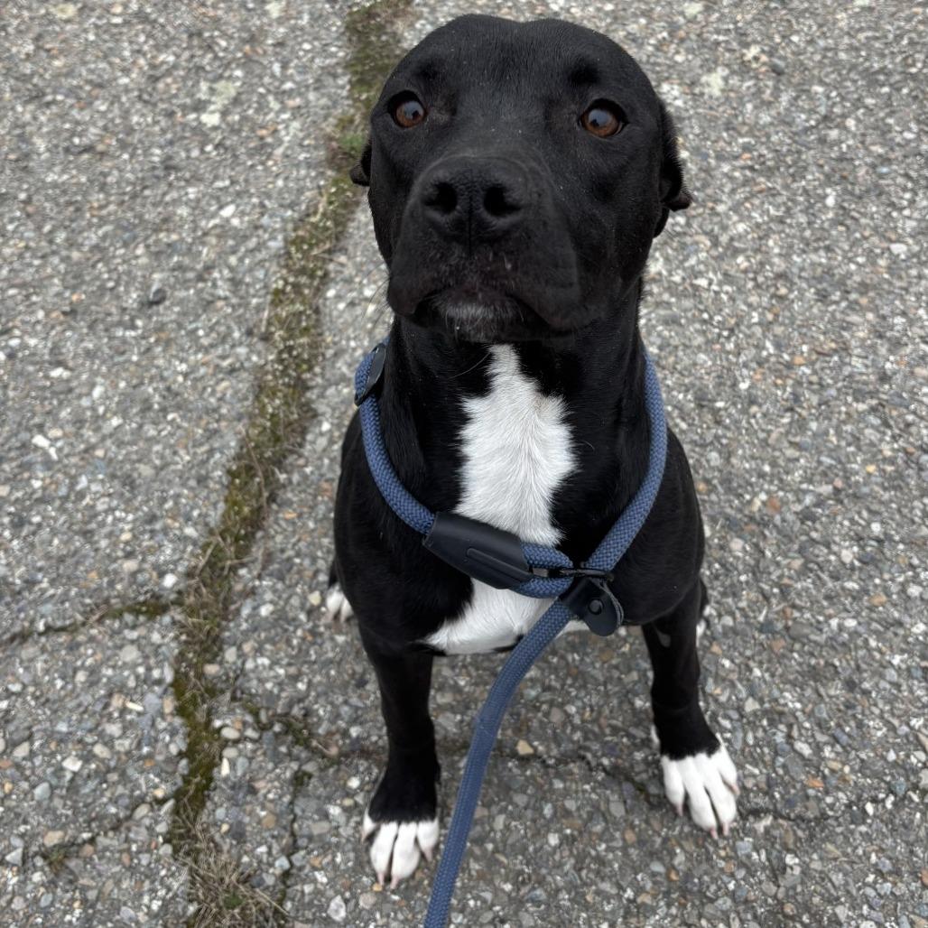 Enlarge Frida, a Adoptable Mixed Breed in Spokane, WA image 4/5