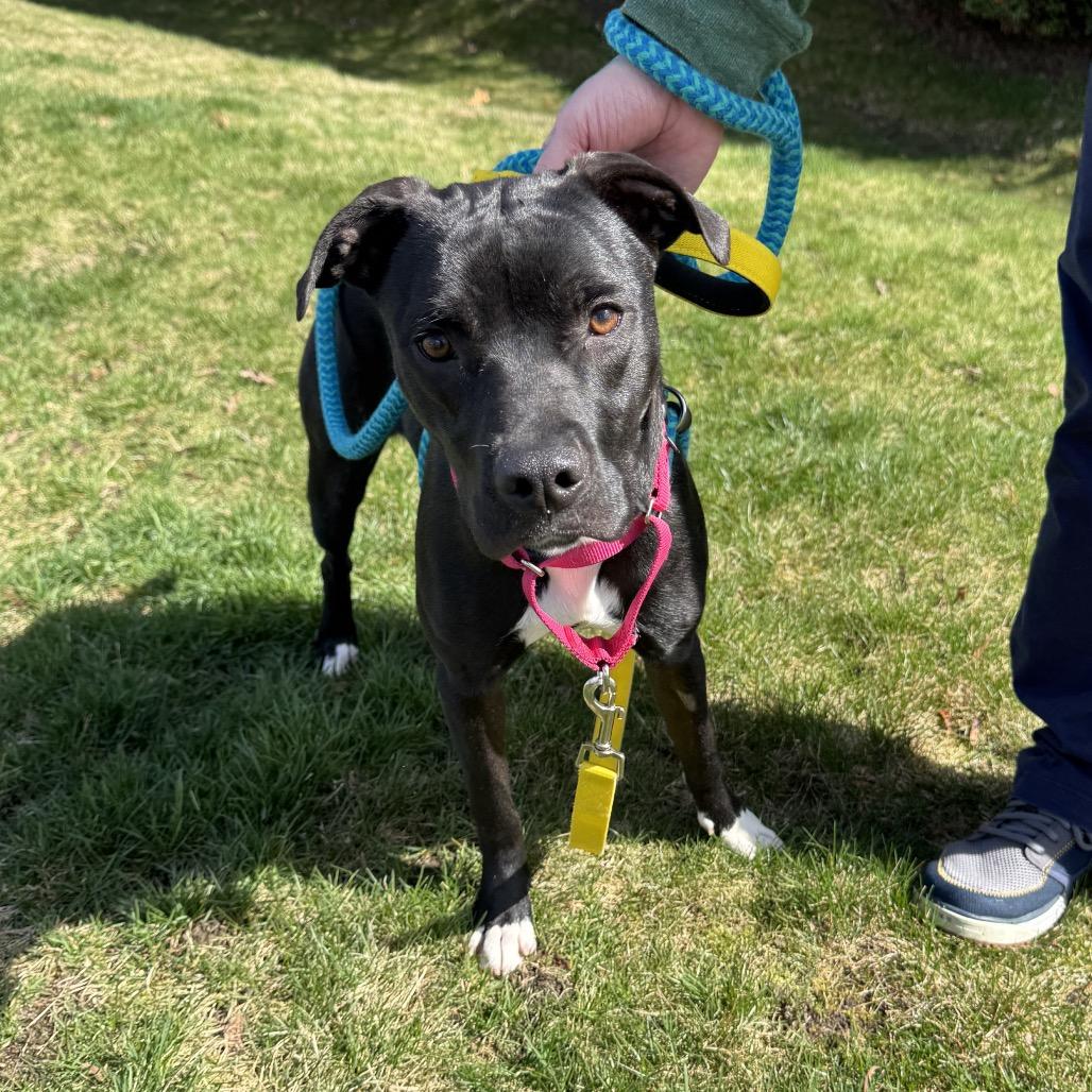 Enlarge Frida, a Adoptable Mixed Breed in Spokane, WA image 5/5