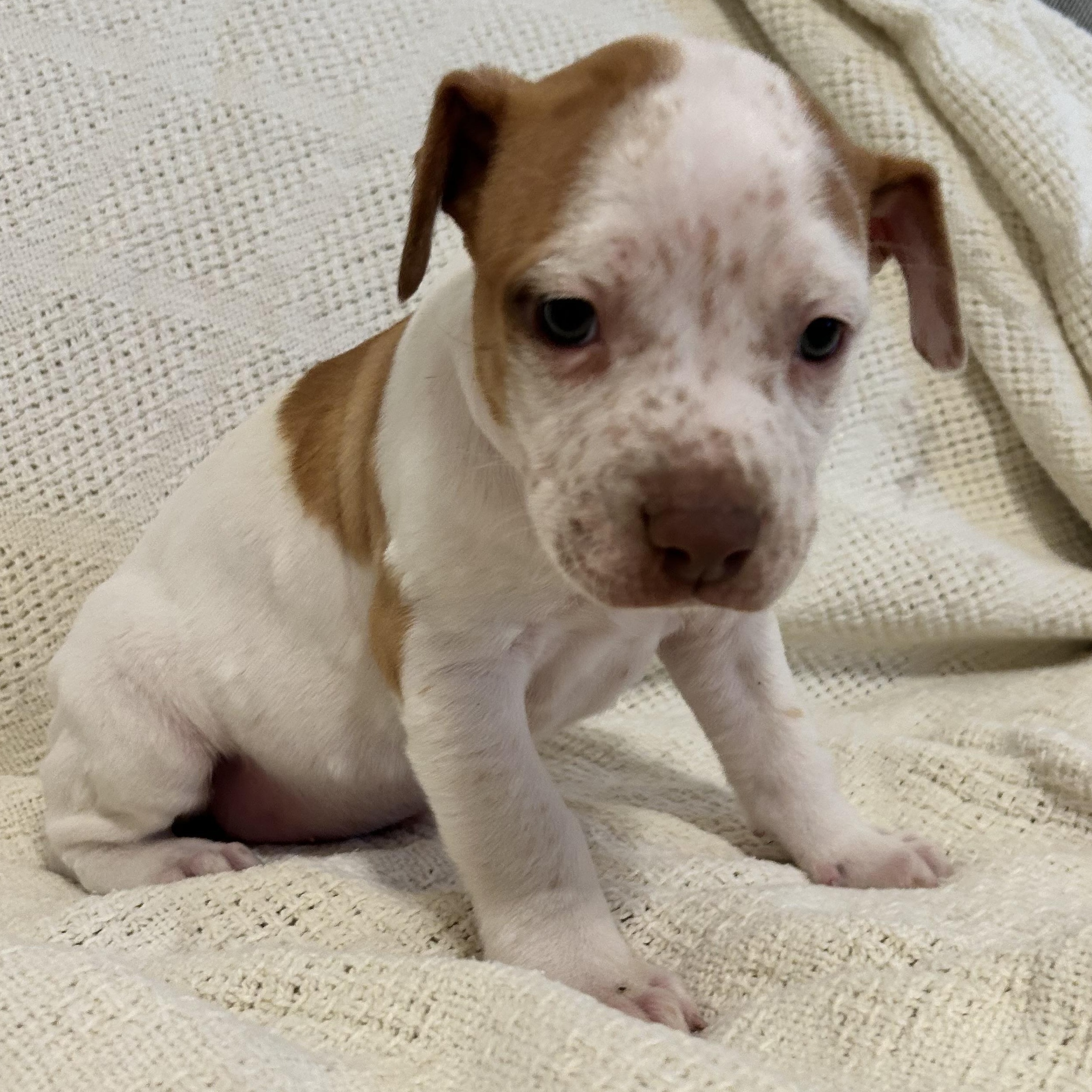 Willow — thumbnail 2