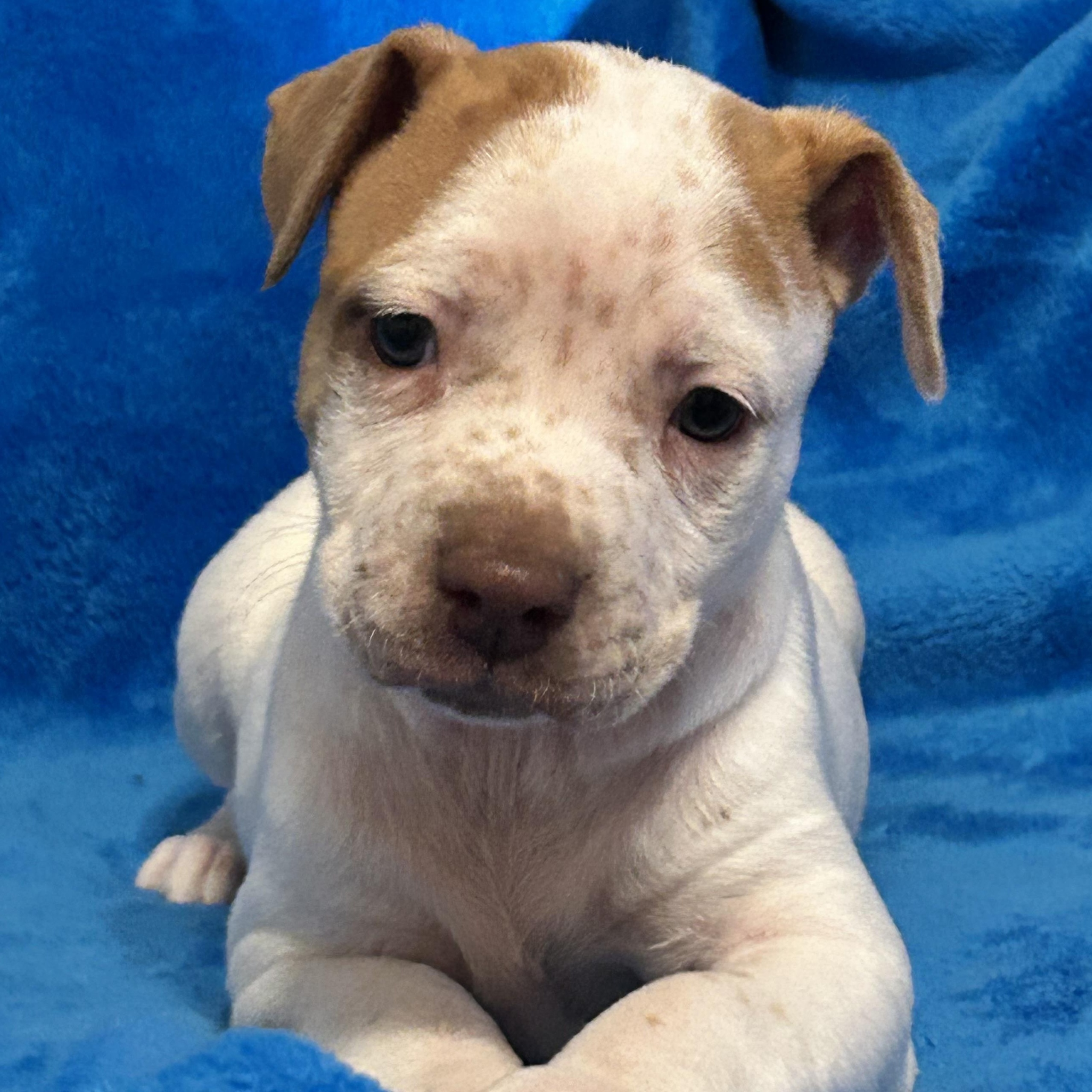 Willow — thumbnail 5