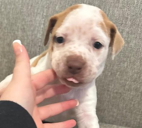 Willow — thumbnail 6