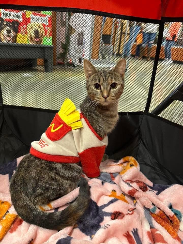 Enlarge Pippin, a Adoptable Tabby in Marion, NC image 1/6