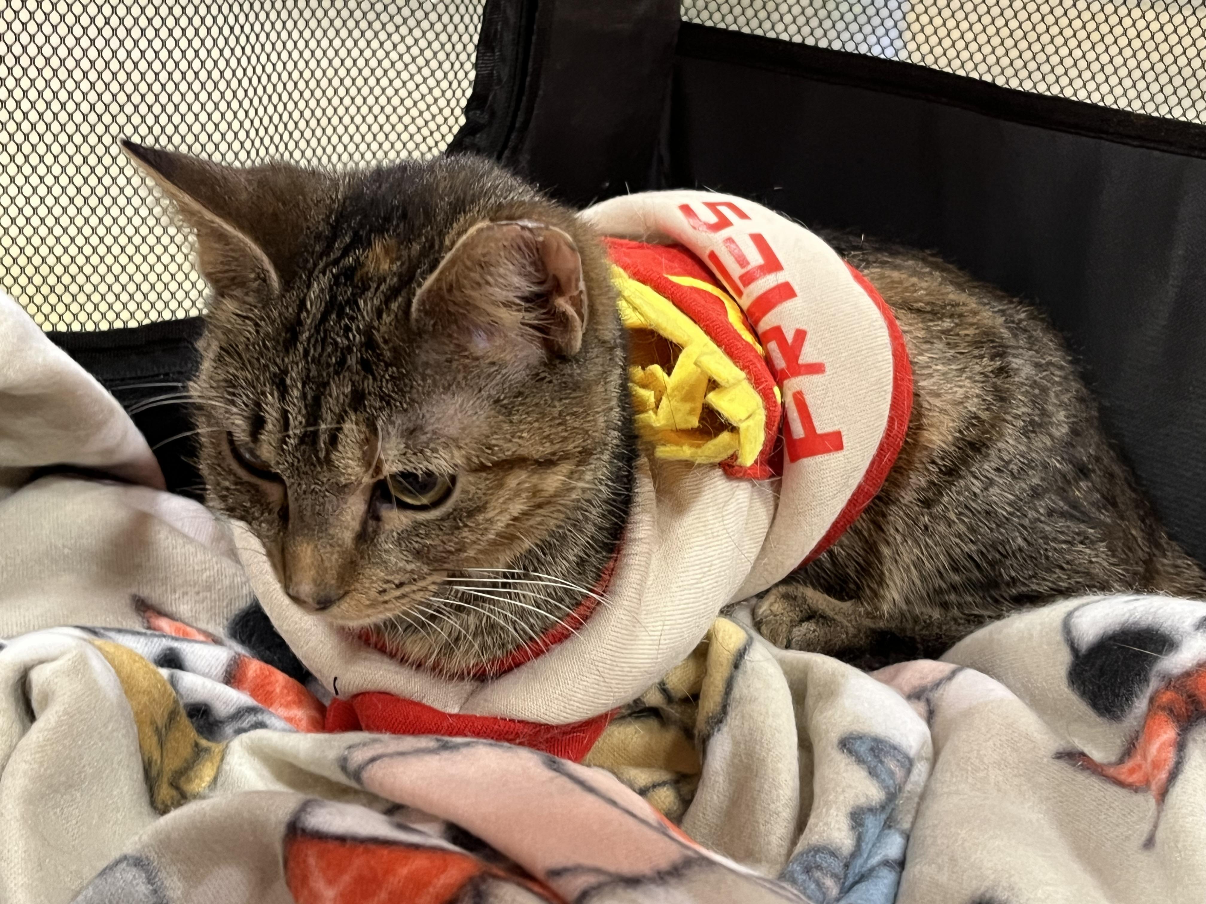 Enlarge Pippin, a Adoptable Tabby in Marion, NC image 5/6