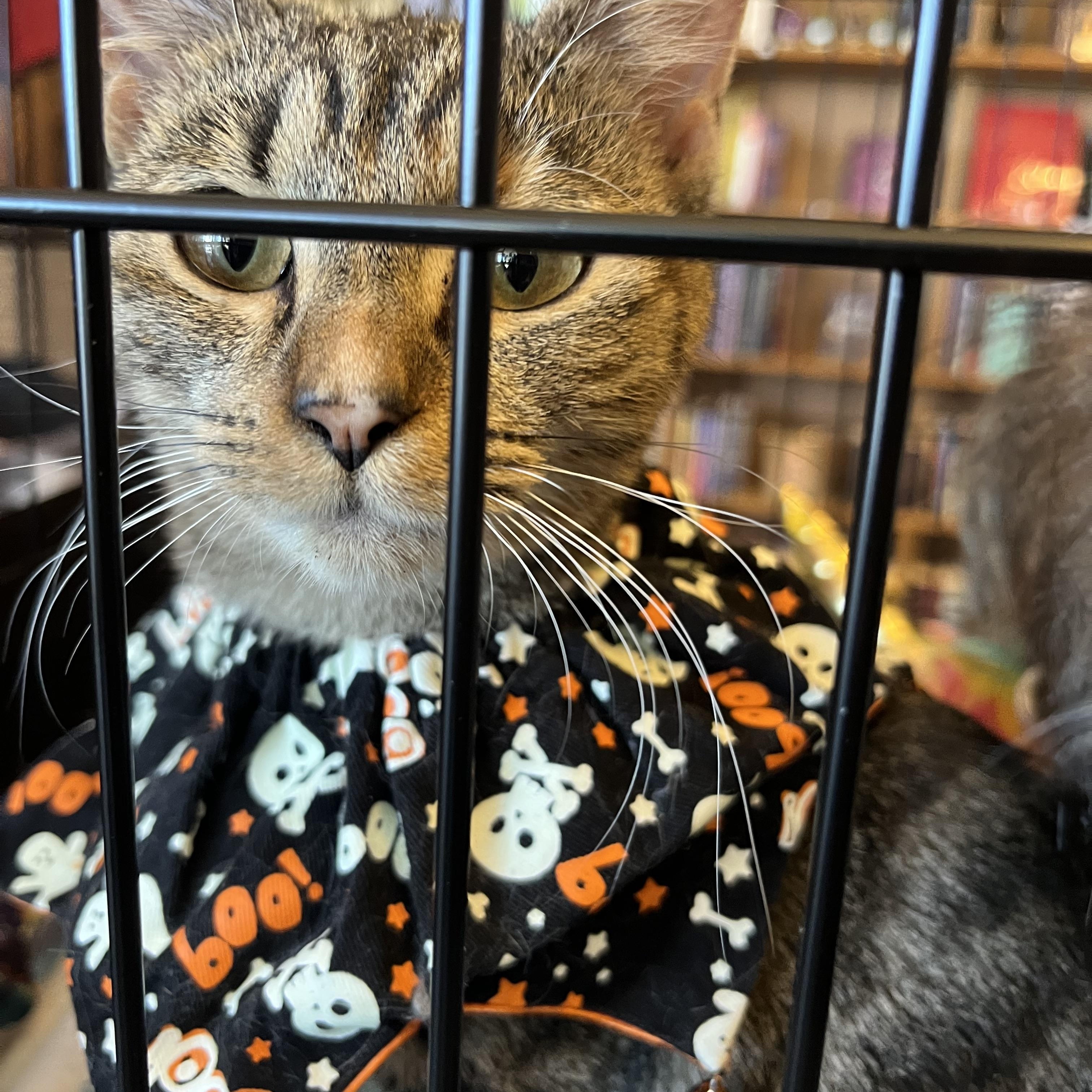 Enlarge Pippin, a Adoptable Tabby in Marion, NC image 6/6