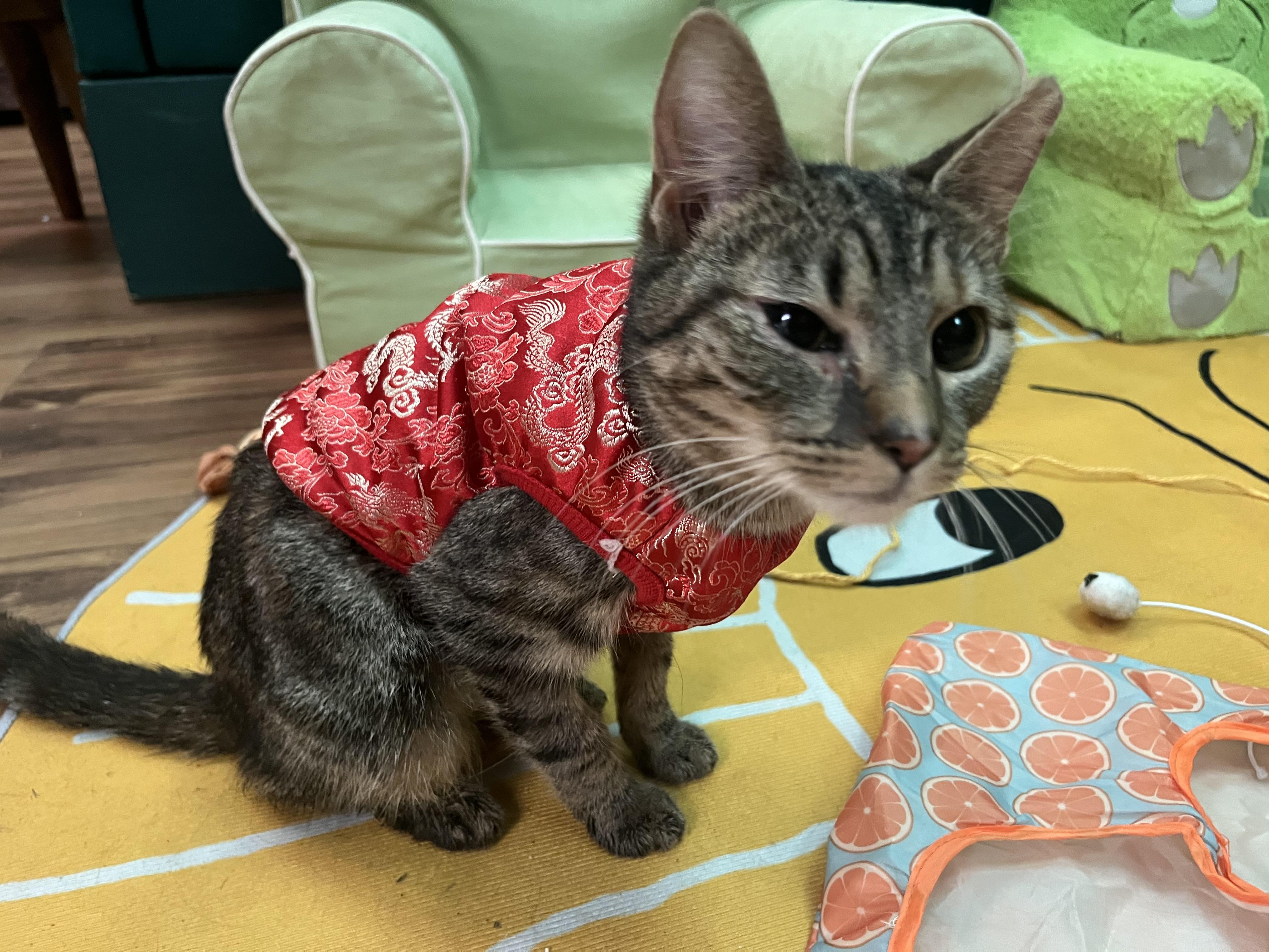 Enlarge Pippin, a Adoptable Tabby in Marion, NC image 4/6