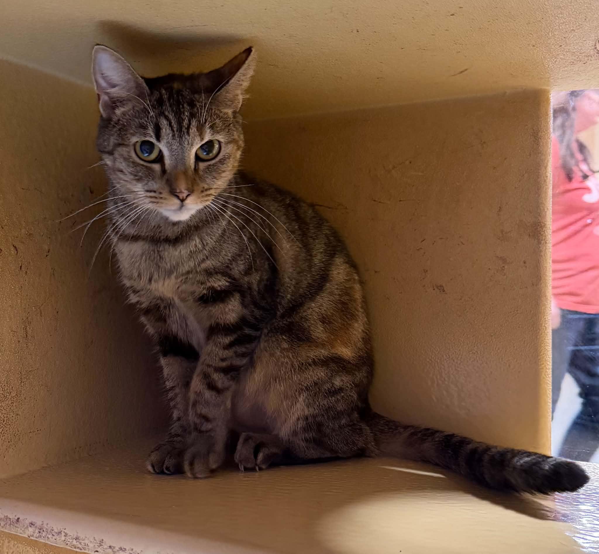 Enlarge Pippin, a Adoptable Tabby in Marion, NC image 6/6