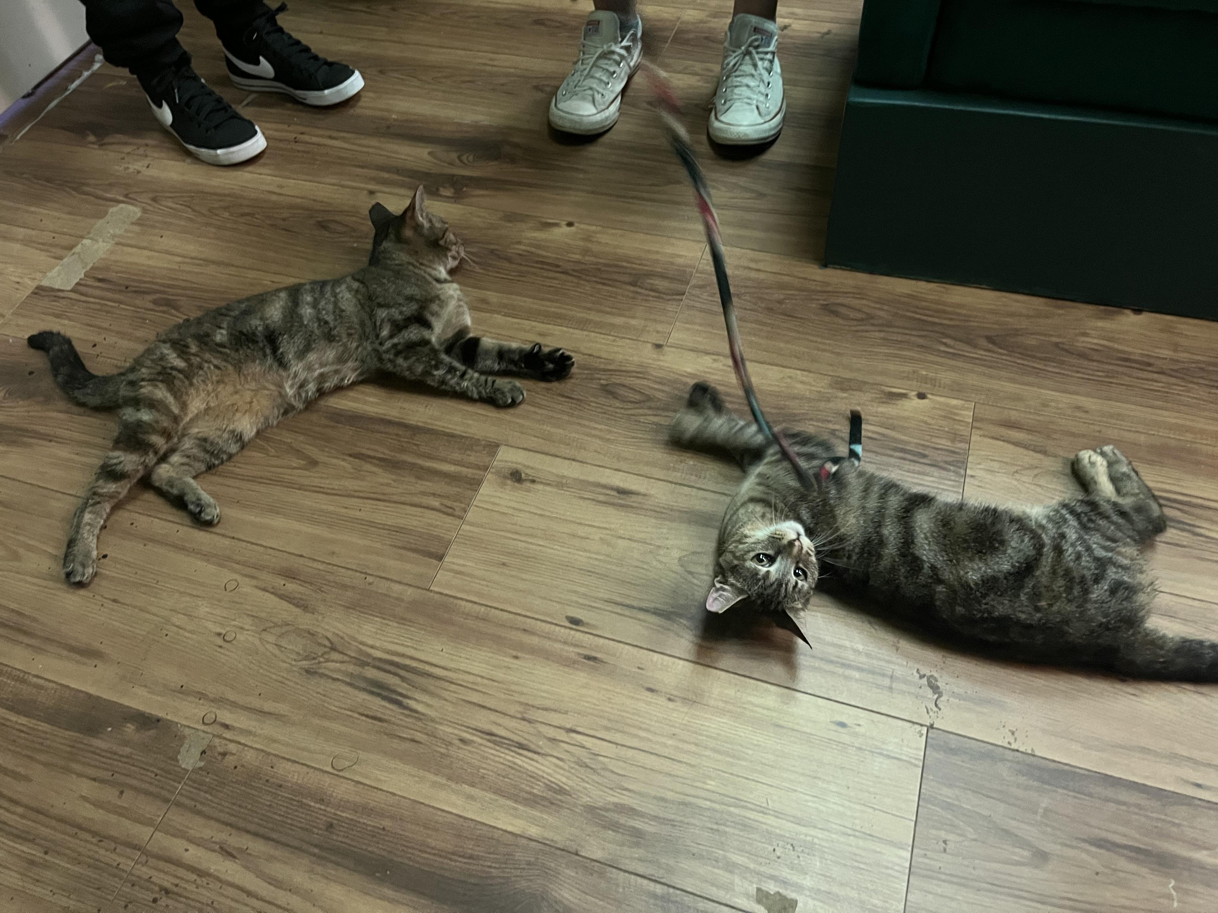 Enlarge Pippin, a Adoptable Tabby in Marion, NC image 2/6