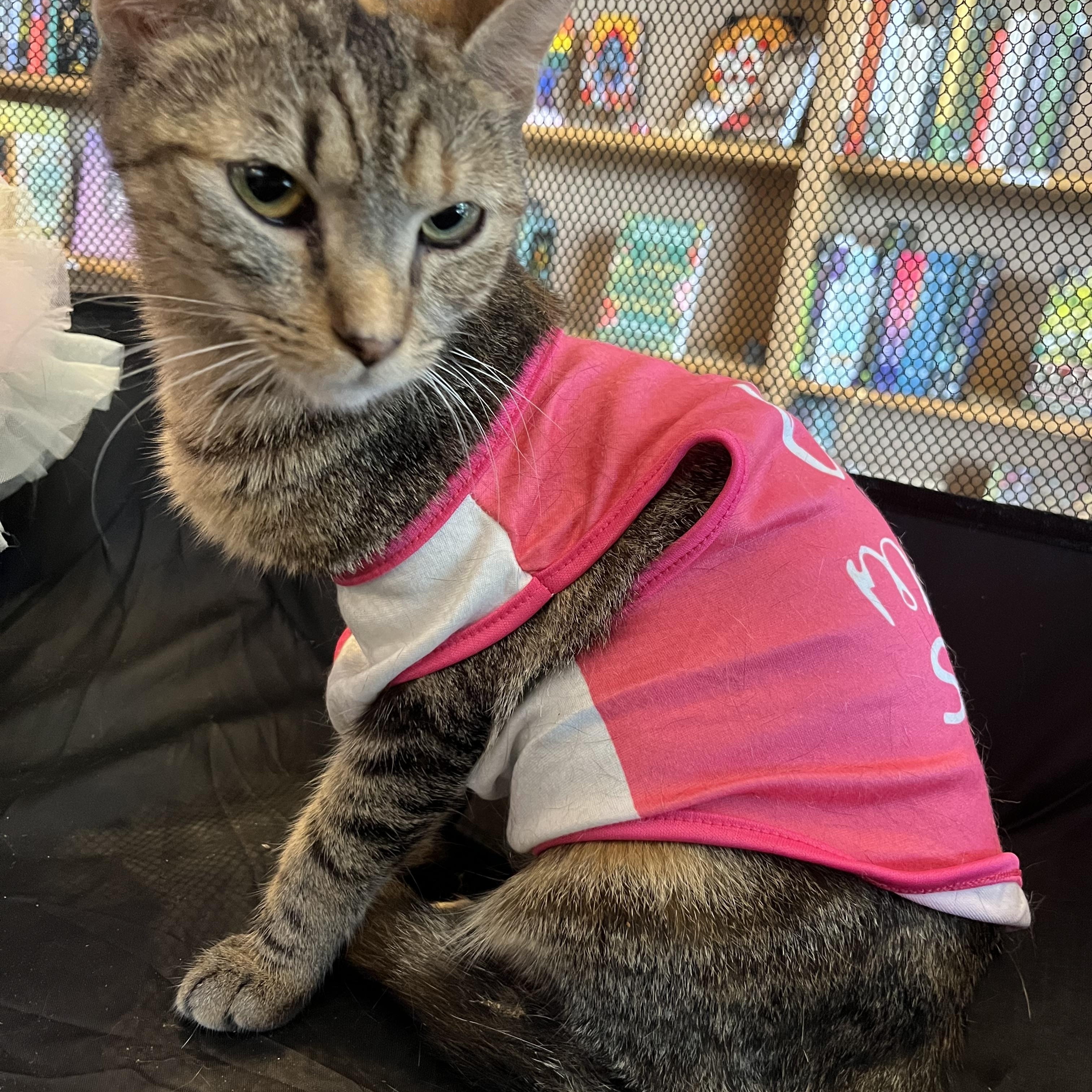 Enlarge Pippin, a Adoptable Tabby in Marion, NC image 3/6