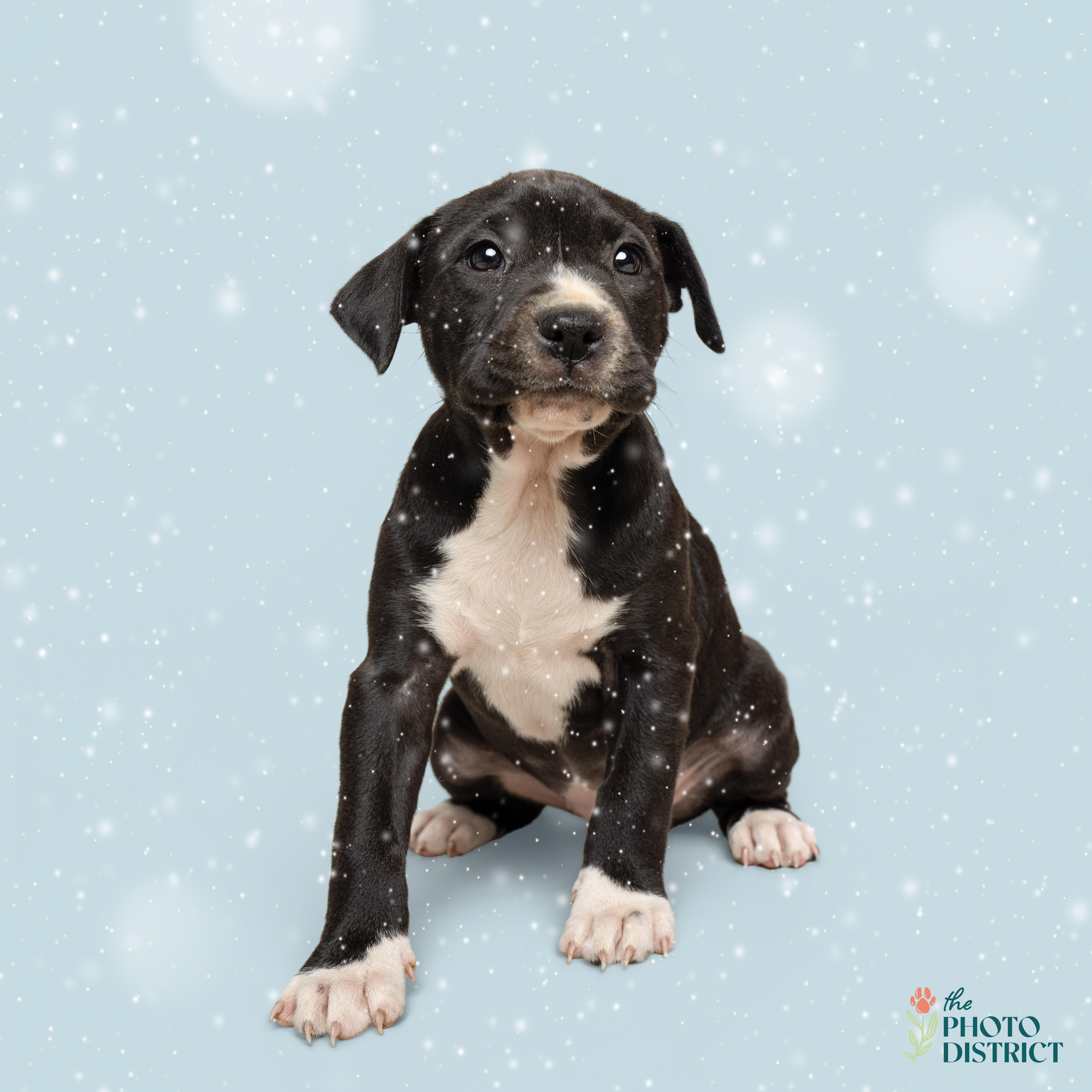 Enlarge Yukon, a ADOPTABLE mixed breed in Wilmington, NC image 1/1