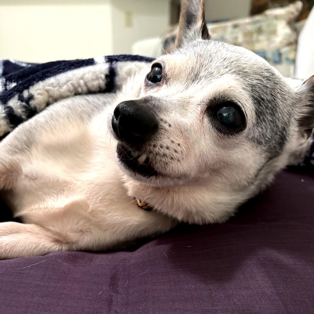 Mojo, Adoptable, Senior Male Chihuahua & Mixed Breed.